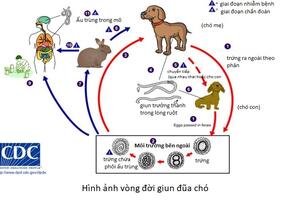 NHẬN BIẾT VÀ PHÒNG, CHỐNG BỆNH TOXOCARA  (GIUN ĐŨA CHÓ/MÈO)