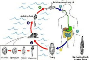 NHẬN BIẾT VÀ PHÒNG CHỐNG BỆNH SÁN LÁ GAN NHỎ: CLONORCHIASIS