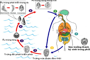 BỆNH SÁN LÁ PHỔI