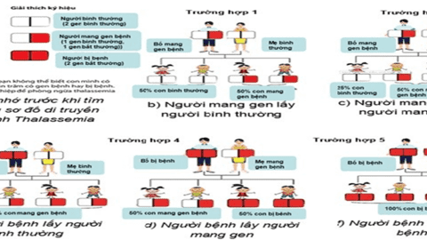 Ngày Thalassemia Thế giới (8/5) - Nhiều người mang gen bệnh mà không biết